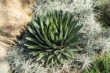 A close-up view of an agave plant surrounded by treasure-flower and greenery.