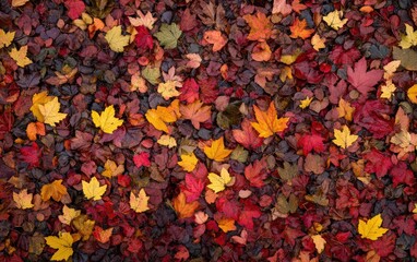 Autumn background texture. Leaves rainy clouds day.
