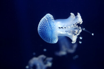 Tropical Jellyfish Phyllorhiza punctata white-spotted jellyfish aka floating bell, Australian spotted jellyfish underwater in aquarium of Monaco oceanography museum