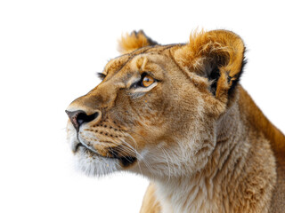 Realistic lion image on transparent background. Ai generated.