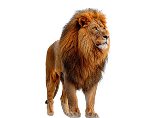 Obraz premium Realistic lion image on transparent background. Ai generated.