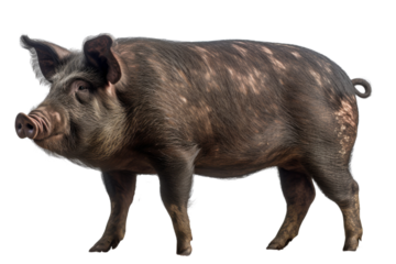 Realistic Pig image with a transparent background. Ai generated.