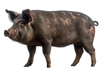 Realistic Pig image with a transparent background. Ai generated. © Gogi