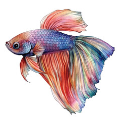 cute Betta Fish watercolor clipart illustration isolated