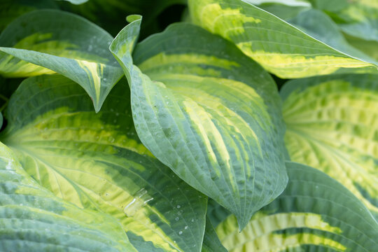 Light green hosta leaves. hostas, plantain lilies or giboshi.