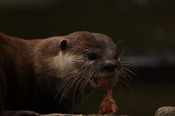 close up of a otter