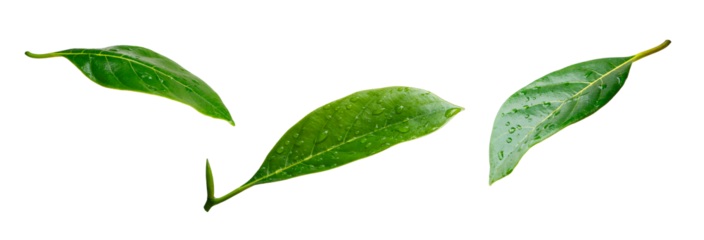 water drops on green leaf isolated on white background