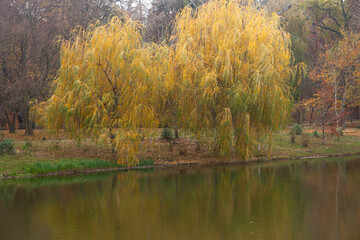 Autumn park with a lake and yellowing trees.