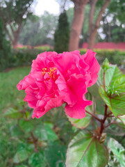 Beautiful hibiscus flowers in the garden early morning