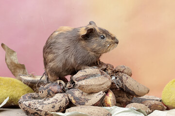 A guinea pig is eating a bunch of ripe bananas that have fallen to the ground. This rodent mammal has the scientific name Cavia porcellus.