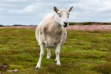 Curious sheep at the summit of Pen-y-Fan, the tallest peak in the Brecon Beacons, Wales