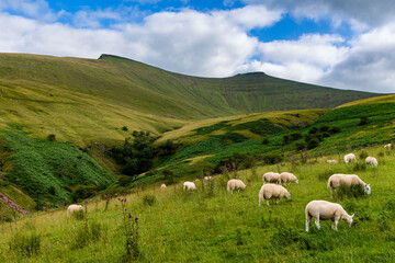 Cattle grazing below twin mountain peaks on a summers day