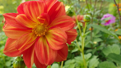  a vibrant flower with petals that are a mix of red and orange hues, with a yellow center. The flower is in full bloom and stands out against a background of green leaves and other plants