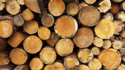a stack of cut logs. The logs are arranged with their circular ends facing outward, displaying a variety of sizes. The wood appears to be freshly cut, with visible growth rings and a range of brown 