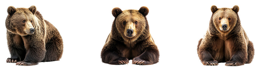 Obraz premium Set, collection of Brown bear isolated on transparent background.