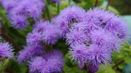 a cluster of small, fluffy purple flowers. These flowers have a soft, feathery appearance with numerous thin petals, giving them a fuzzy look. The background is filled with green leaves,