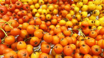 Lots of beautiful ripe rowan berries on a white background