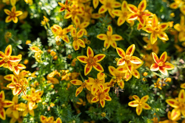 A close-up view of Bidens ferulifolia 'Blazing Star Bidens' surrounded by leaves