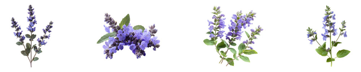 Obraz premium Set, collection of Catmint flower isolated on transparent background.