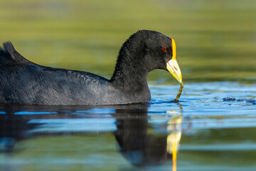 White winged coot, diving to look for food, La Pampa province, Patagonia,  Argentina.