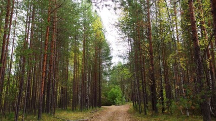 Fototapeta premium a forest scene with a dirt path running through the middle. Tall, slender trees with thin trunks and green foliage line both sides of the path, creating a natural corridor