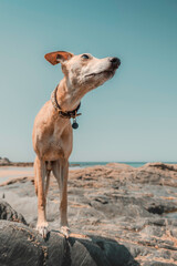 Whippet dog close-up at the beach, standing looking on rocky cliff landscape with blue sky, sand...