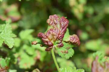 Reddish blisters on red currant leaves caused by aphids (Cryptomyzus ribis)