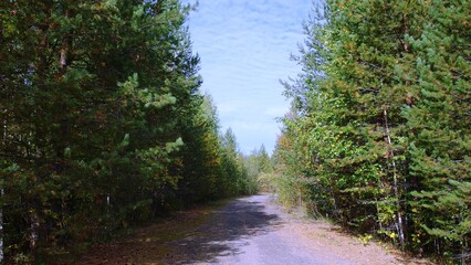 Obraz premium a narrow, paved road or path running through a forest. The road is flanked by tall, dense trees on both sides, creating a natural corridor. The trees are mostly evergreen, with lush green foliage