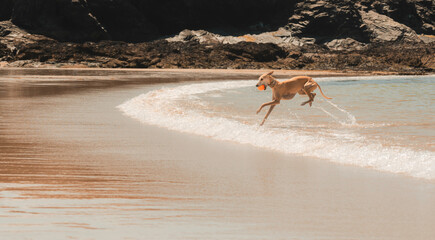 A playful Whippet dog running through shallow water on a sandy beach, splashing and playing fetch with a ball, calm clear blue ocean on a sunny summer day, at the Cornish coast, Cornwall, UK