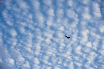 Bird over clouds and blue sky