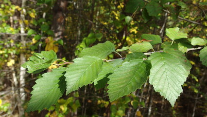 a close-up of a branch with several green leaves. The leaves have a serrated edge and are arranged alternately along the branch. In the background, there are more trees and foliage