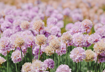 vibrant purple Thrift (Sea-pink, Cliff Clover) flowers blooming in Cornwall, UK, beautiful natural...