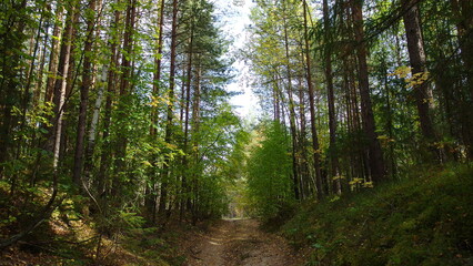 a forest scene with a dirt path running through the middle. Tall trees with slender trunks line both sides of the path, their branches and leaves forming a canopy overhead