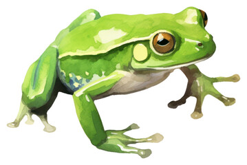 Obraz premium PNG Frog amphibian wildlife animal.