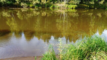  a calm river or pond with brownish water, reflecting the greenery from the opposite bank. The foreground features some green grass and plants growing along the edge of the water