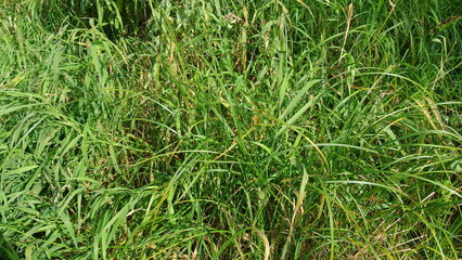 a dense patch of green grass. The grass appears to be quite lush and overgrown, with long, narrow blades. There are no distinct features or objects visible other than the grass itself