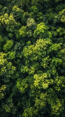 Forest conservation area, diverse species, sunrise, bird's-eye view, habitat protection, rich greenery, wide-angle lens