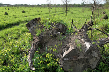 Dry stump lies on the grass with roots outward on a pasture covered with anthills