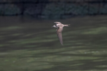 bridled tern (Onychoprion anaethetus), a seabird observed near Mumbai coast in Maharashtra, India