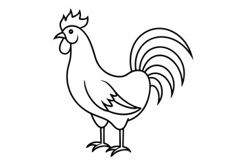 rooster isolated on white background