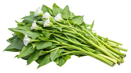 Fototapeta premium Water convolvulus or water spinach on transparent or white background.