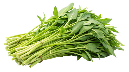 Fototapeta premium Water convolvulus or water spinach on transparent or white background.