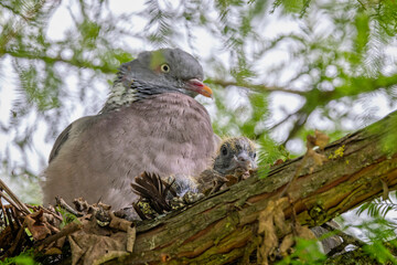 Close up of a Pigeon and its chick in nest in tree in Warminster, Wiltshire, UK