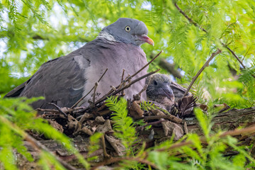 Close up of a Pigeon and its chick in nest in tree in Warminster, Wiltshire, UK