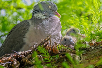 Close up of a Pigeon and two of  its chick in nest in tree in Warminster, Wiltshire, UK