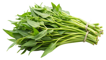 Fototapeta premium Water convolvulus or water spinach on transparent or white background.