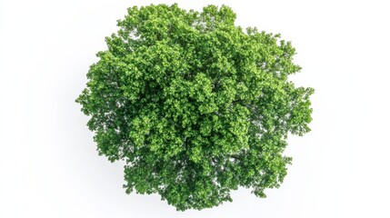 Top view of a tree canopy, isolated against a clean white background, emphasizing natural textures and patterns