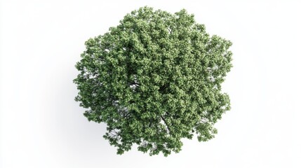 Top view of a tree canopy, isolated against a clean white background, emphasizing natural textures and patterns