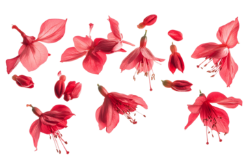 Beautiful pink lily flower vector illustration for spring floral design