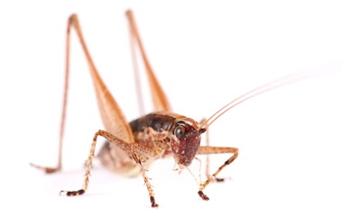 Shield-backed Katydids (Tettigoniinae) isolated on white, side view